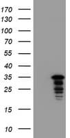 Monoclonal Mouse anti-Human JUN / c-Jun Antibody (clone OTI2E11, WB)