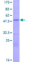 Human MRGBP Protein (Recombinant GST)