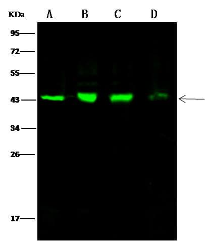 CS / Citrate Synthase Antibody (Preservative Free)