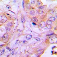 Polyclonal Rabbit anti-Human TOMM34 Antibody (IHC, WB)