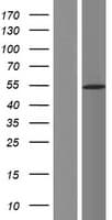 DDX49 Protein (Over-Expression Lysate Myc-DDK (Flag))