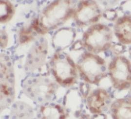 LAMP2 / CD107b Antibody