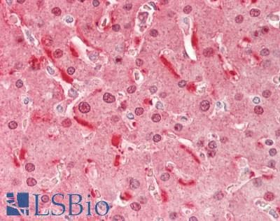 FABP1 / L-FABP Antibody (HRP)