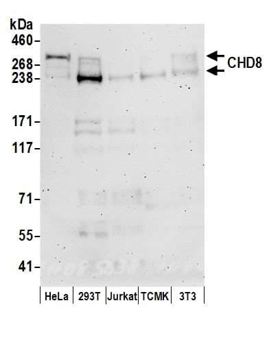 CHD8 Antibody (aa2252-2302)