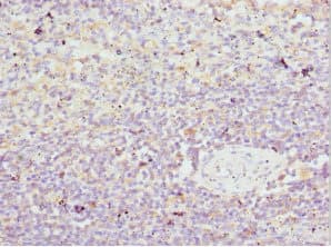 HBZ Antibody