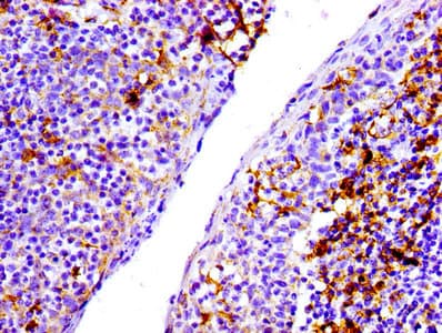 PECAM-1 / CD31 Antibody