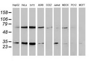 SSX1 Antibody (clone OTI2E9, Carrier-free)