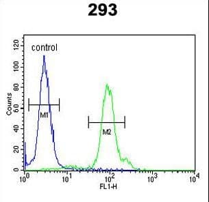 KLC2 Antibody (aa403-432)