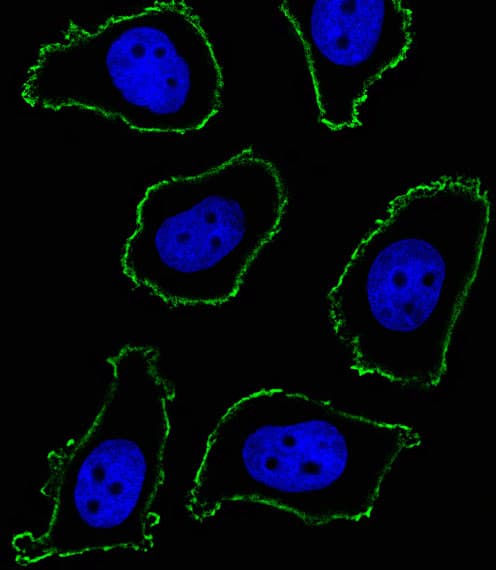 Monoclonal Mouse anti-Human CD33 Antibody (clone 574CT16.4.4, aa337-364, IF, WB)