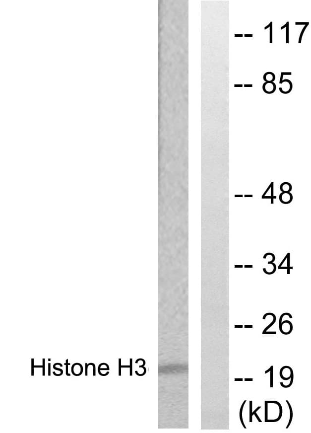 Histone H3 Antibody (aa13-62)