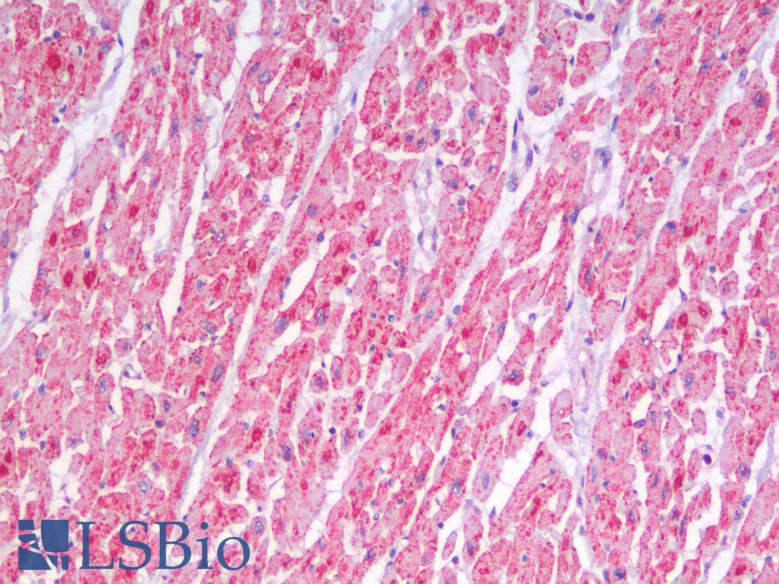 IHC-plus™ CYCS / Cytochrome c Antibody