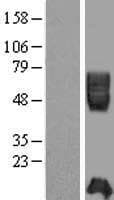 ICAM2 / CD102 Protein (Over-Expression Lysate Myc-DDK (Flag))