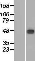 MFSD9 Protein (Over-Expression Lysate Myc-DDK (Flag))
