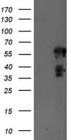 SCHIP1 Antibody (clone OTI1A6, Carrier-free)