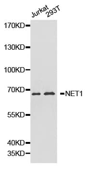 NET1 / ARHGEF8 Antibody