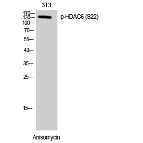 HDAC6 Antibody (1-80 aa)