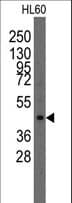 LMX1A Antibody (aa130-159)