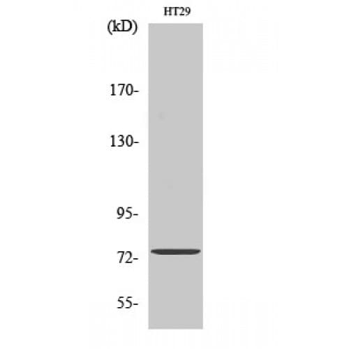 Polyclonal Rabbit anti-Human ACSS1 Antibody (580-660 aa, C-terminal, IHC, WB)