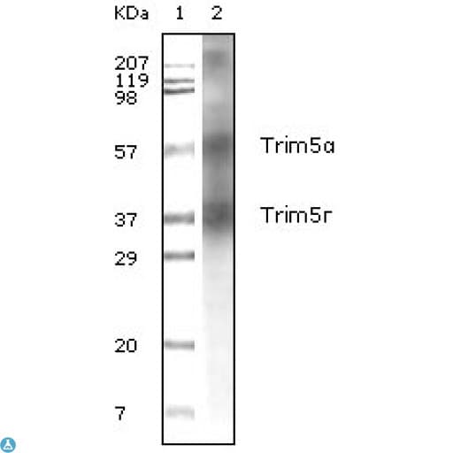 TRIM5 Antibody