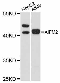 Polyclonal Rabbit anti-Human AMID / AIFM2 Antibody (WB)