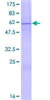 Human LIME1 / LIME Protein (Recombinant GST)