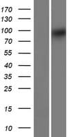 TRIQK Protein (Over-Expression Lysate Myc-DDK (Flag))