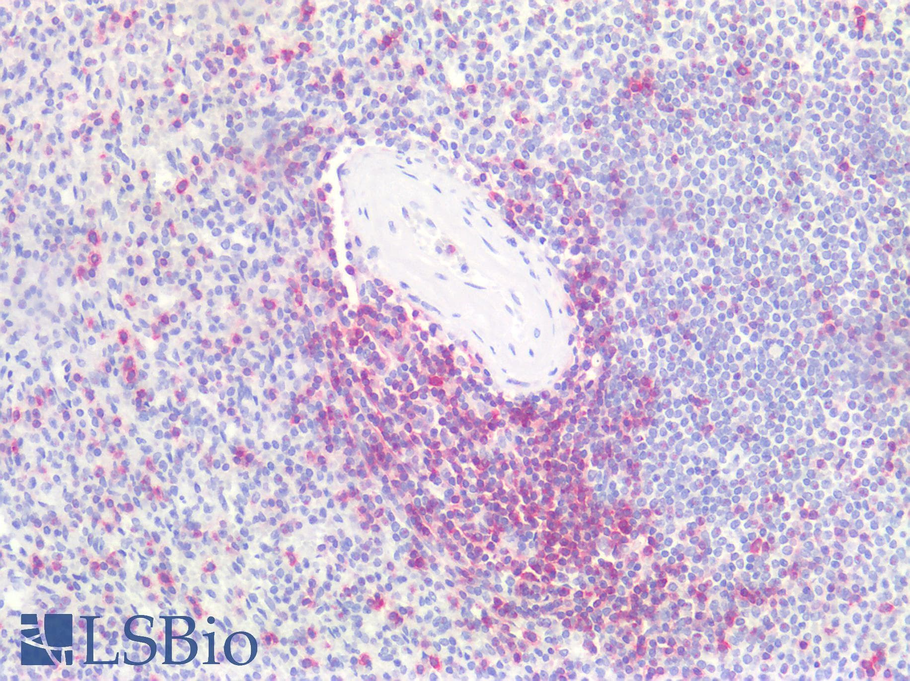 PathPlus™ CD7 Antibody (clone MEM-186)