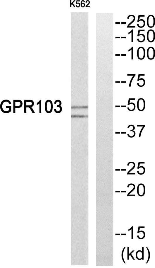 Polyclonal Rabbit anti-Human QRFPR / GPR103 Antibody (WB)