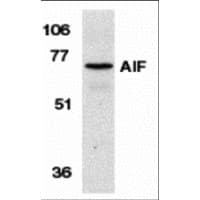 IHC-plus™ AIFM1 / AIF / PDCD8 Antibody