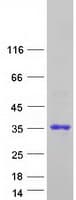 Human APOBEC2 Protein (Recombinant Myc-DDK (Flag))