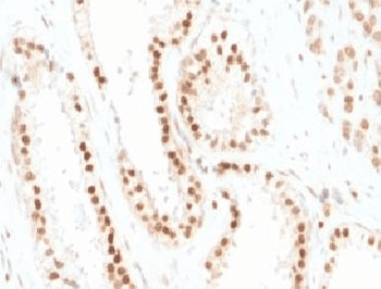CDKN1B / p27 Kip1 Antibody (clone SX53G8, Ready-to-Use)