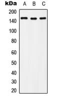 Polyclonal Rabbit anti-Human c-Met Antibody (phospho-Tyr1235, WB)