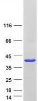 Human PHYHIP Protein (Recombinant Myc-DDK (Flag))