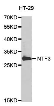 NTF3 / Neurotrophin 3 Antibody