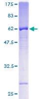 Human FBXL12 Protein (Recombinant GST)