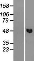 FSAP57 / SMU1 Protein (Over-Expression Lysate Myc-DDK (Flag))