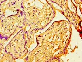 CDH11 / Cadherin 11 Antibody (aa637-796)