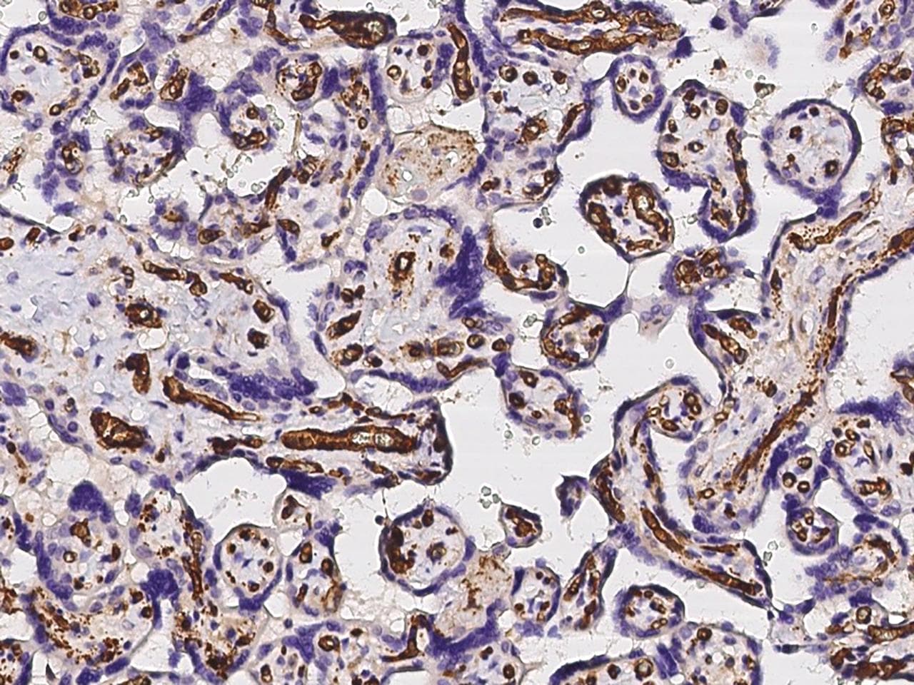 PECAM-1 / CD31 Antibody (clone 324, Preservative Free)