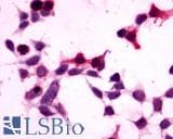 PathPlus™ GPR27 Antibody (C-Terminus)