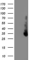 ERCC1 Antibody (clone OTI5A2, Carrier-free)