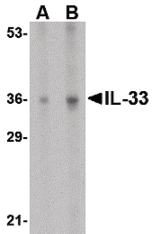 Polyclonal Rabbit anti-Human IL-33 Antibody (IF, WB)