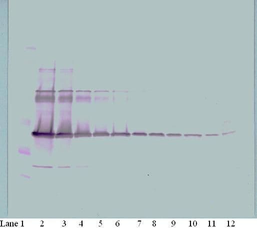 Polyclonal Goat anti-Mouse CSF1 / MCSF Antibody (Biotin, WB)