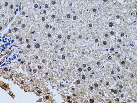SIN3A Antibody (aa1-120)