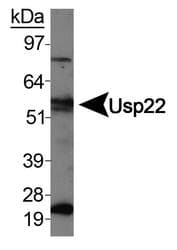 USP22 Antibody (aa100-205)