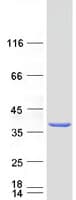 Human FAM49A Protein (Recombinant Myc-DDK (Flag))