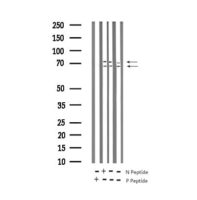 LMNA / Lamin A+C Antibody (phospho-Ser392)