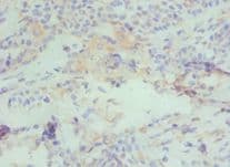 CBX4 Antibody (aa401-560)