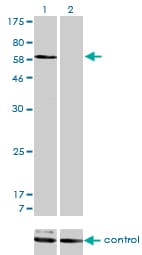 SNX1 Antibody (clone 6H1)