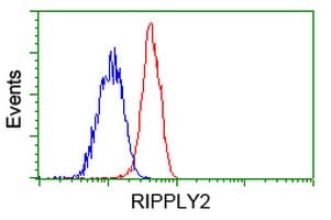 RIPPLY2 Antibody (clone OTI1B5, Carrier-free)