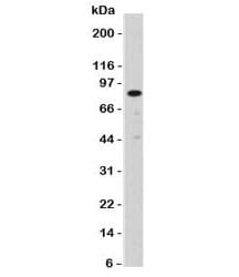 NCL / Nucleolin Antibody (clone NPC23-2, Azide-free, BSA-free)